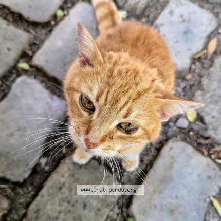 Foto 1/1 Caline Chat perdido en Orleans