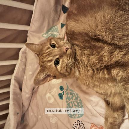 Foto 1/1 Cacahuète Chat perdido en Couternon