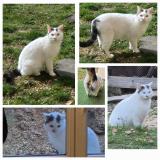 Foto de gato encontrado en Estoublon