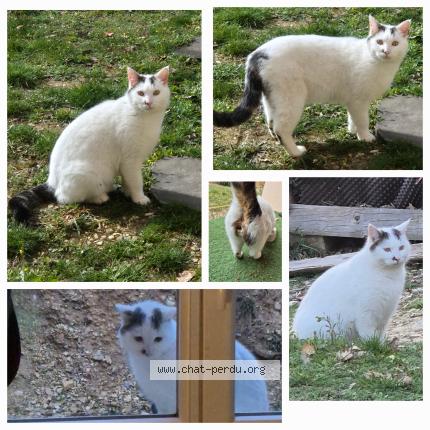 Foto 1/1 Gato encontrado Encontrado en Estoublon