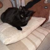 Foto del gato perdido en Revel