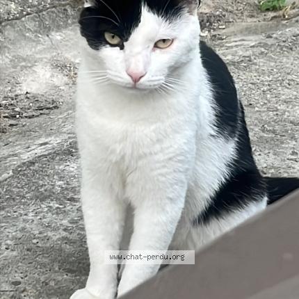 Foto 1/1 Vanille Chat perdido en Gelos