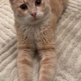 Foto del gato perdido en Villeneuve Le Roi