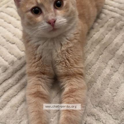 Foto 1/1 Asad Chat perdido en Villeneuve le roi