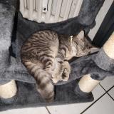 Foto del gato perdido en Saint Didier En Velay