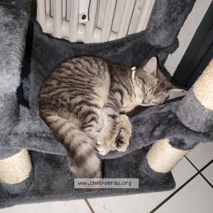 Foto 1/1 Athena Chat perdido en Saint didier en velay