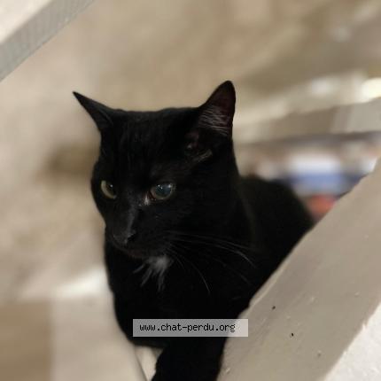 Foto 1/1 BAHA Chat perdido en Rixensart