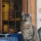 Foto del gato perdido en Thurageau