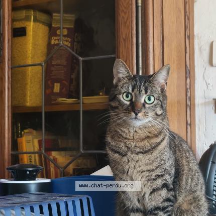Foto 1/1 Kimi Chat perdido en Thurageau