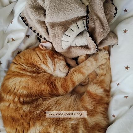 Foto 1/1 Voltaire Chat perdido en Rognes