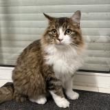 Foto del gato perdido en Villeveque