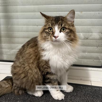 Foto 1/1 Saphirs Chat perdido en Villeveque