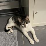 Foto del gato perdido en Ormes