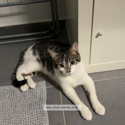 Foto 1/1 Miette Chat perdido en Ormes