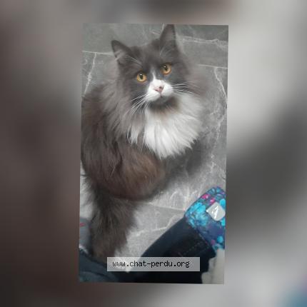 Foto 1/1 Mathilde Claessens Chat perdido en Mons