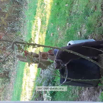 Foto 1/1 Gato encontrado Encontrado en Ascain