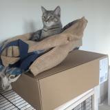 Foto del gato perdido en Cosswiller