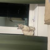 Foto de gato encontrado en Anderlecht