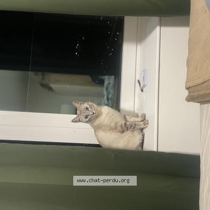 Foto 1/1 Gato encontrado Encontrado en Anderlecht