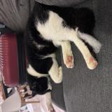 Foto del gato perdido en Montussan