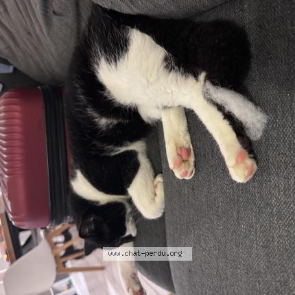 Foto 1/1 Hubert Chat perdido en Montussan