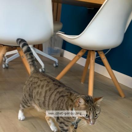 Foto 1/1 Gato encontrado Encontrado en Bordeaux