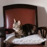 Foto de gato encontrado en Fontenay Le Comte