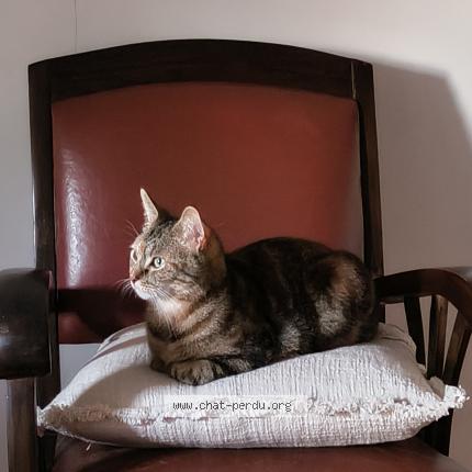 Foto 1/1 Gato encontrado Encontrado en Fontenay le comte