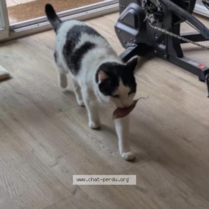 Foto 1/1 Ipy Chat perdido en Nantes