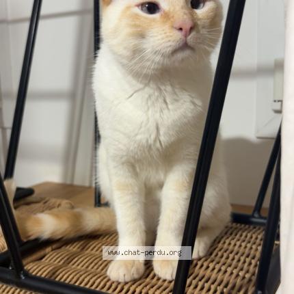 Foto 1/1 mimi Chat perdido en Mont de marsan