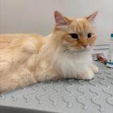 Foto del gato perdido en Juziers