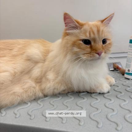 Foto 1/1 Sirius Chat perdido en Juziers