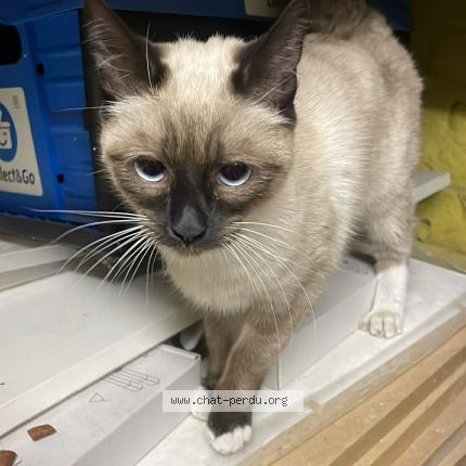 Foto 1/2 Gato encontrado Encontrado en Ixelles