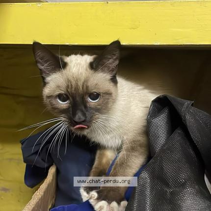 Foto 2/2 Gato encontrado Encontrado en Ixelles