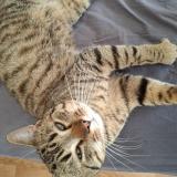 Foto de gato encontrado en Medreac