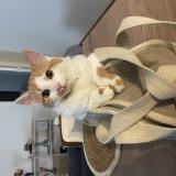 Foto del gato perdido en Remiremont