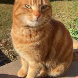 Foto del gato perdido en Urimenil