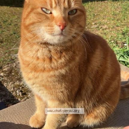 Foto 1/1 Rubis Chat perdido en Urimenil