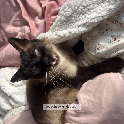 Foto 1/1 Marcel Chat perdido en Valognes