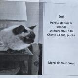 Foto del gato perdido en Neully