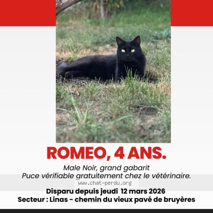 Foto 1/1 Romeo Chat perdido en Linas