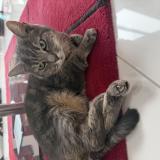 Foto del gato perdido en Chelles