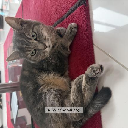 Foto 1/1 Lily Chat perdido en Chelles