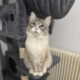 Foto del gato perdido en Grenoble