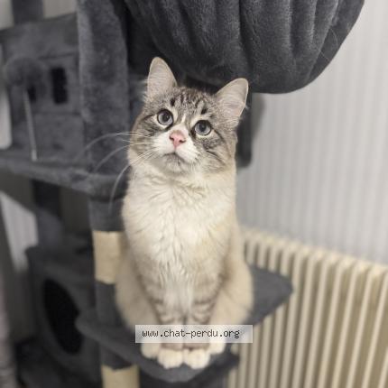 Foto 1/1 Olaf Chat perdido en Grenoble