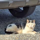 Foto de gato encontrado en Saintes