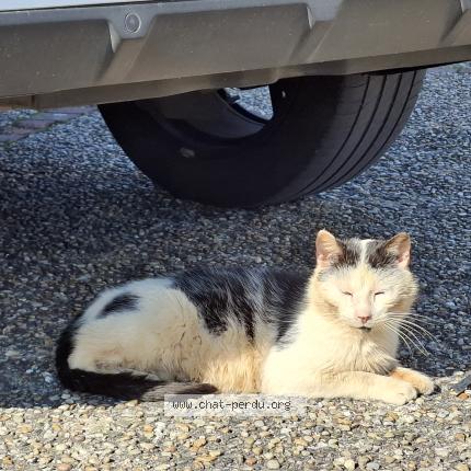 Foto 1/1 Gato encontrado Encontrado en Saintes