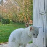 Foto de gato encontrado en Saint Gemme Moronval