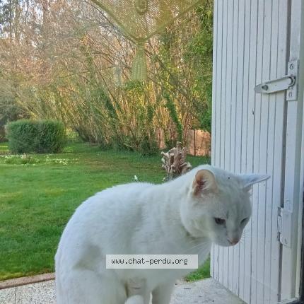 Foto 1/1 Gato encontrado Encontrado en Saint gemme moronval