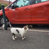 Foto del gato perdido en Argenteuil